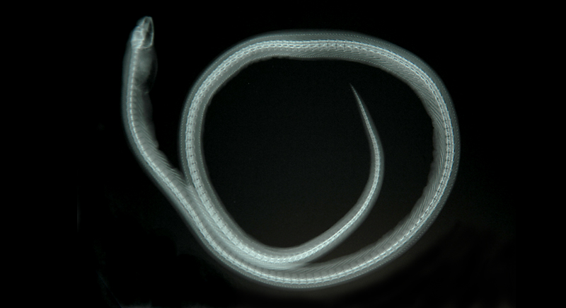 Myrichthys maculosus斑紋花蛇鰻