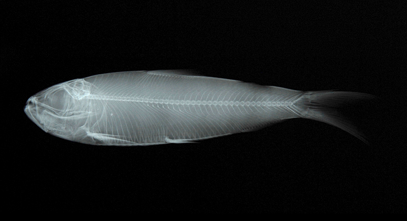 Herklotsichthys quadrimaculatus四點似青鱗魚