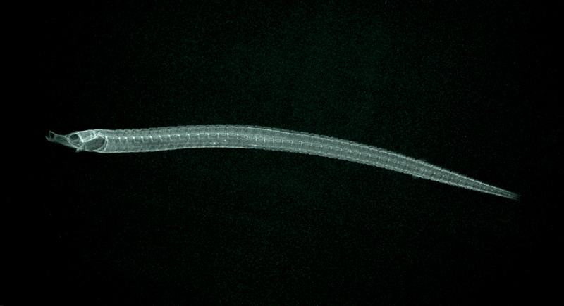 Phoxocampus belcheri黑錐海龍