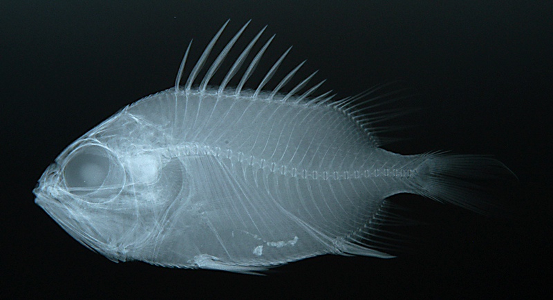 Ostichthys japonicus日本骨鱗魚