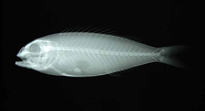 Nemipterus aurora赤黃金線魚