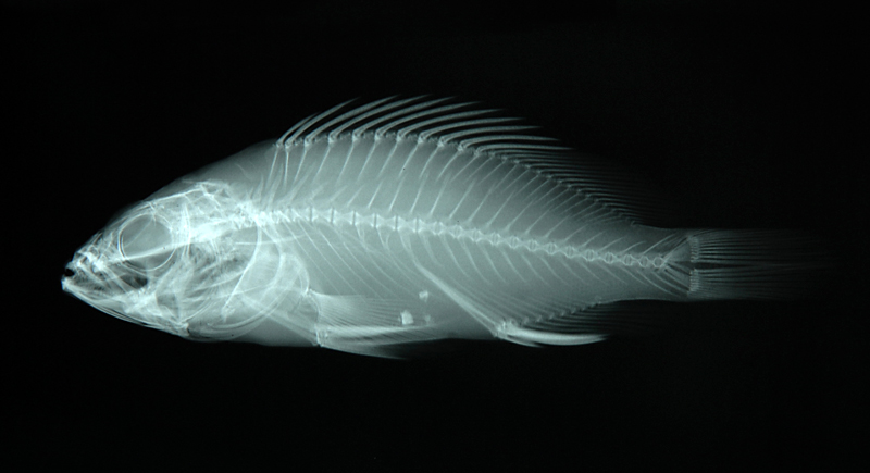Epinephelus merra網紋石斑魚