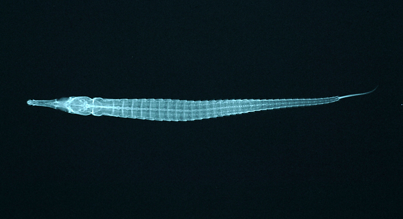 Doryrhamphus excisus藍帶矛吻海龍