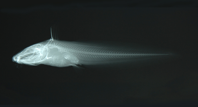 Plotosus lineatus線紋鰻鯰