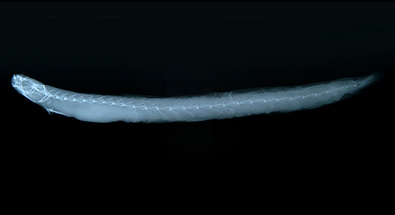 Taenioides cirratus鬚鰻鰕虎