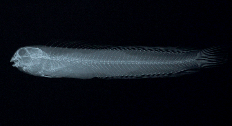 Omobranchus germaini吉氏肩鰓鳚