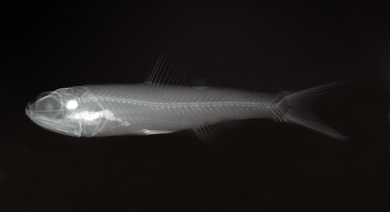 Ceratoscopelus warmingii瓦明氏角燈魚