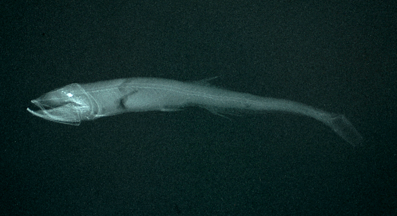 Pollichthys mauli莫氏軸光魚