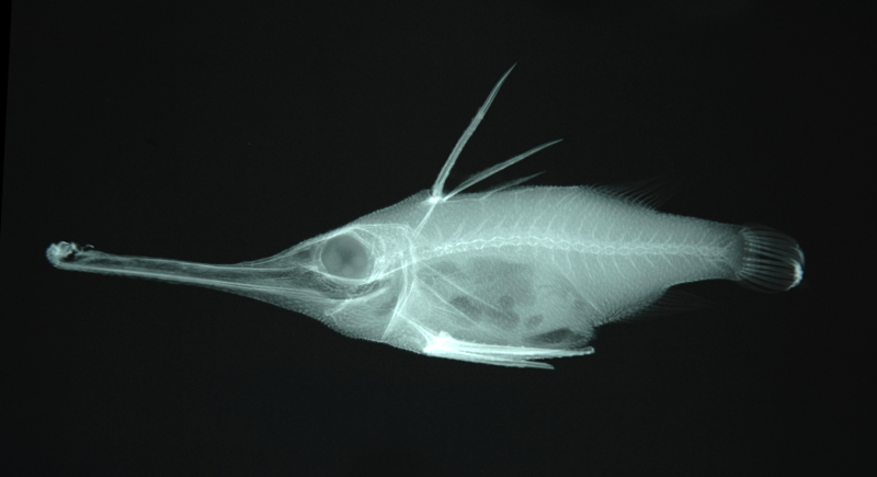 Macrorhamphosodes uradoi尤氏擬管吻魨