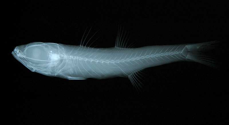 Epigonus denticulatus細身深海天竺鯛