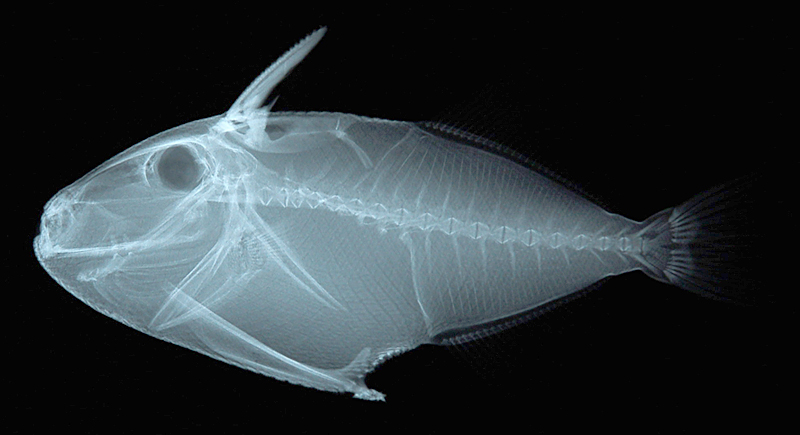 Xanthichthys lineopunctatus線斑黃鱗魨