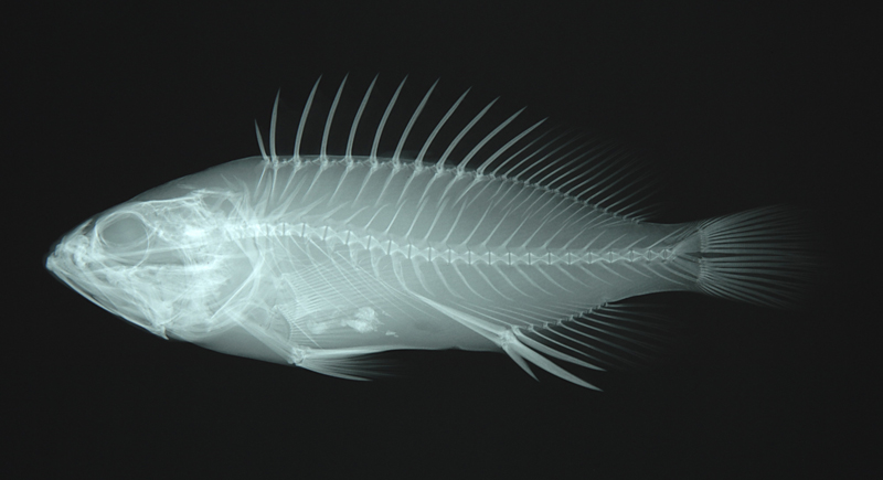 Epinephelus quoyanus玳瑁石斑魚