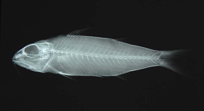 Upeneus moluccensis馬六甲緋鯉
