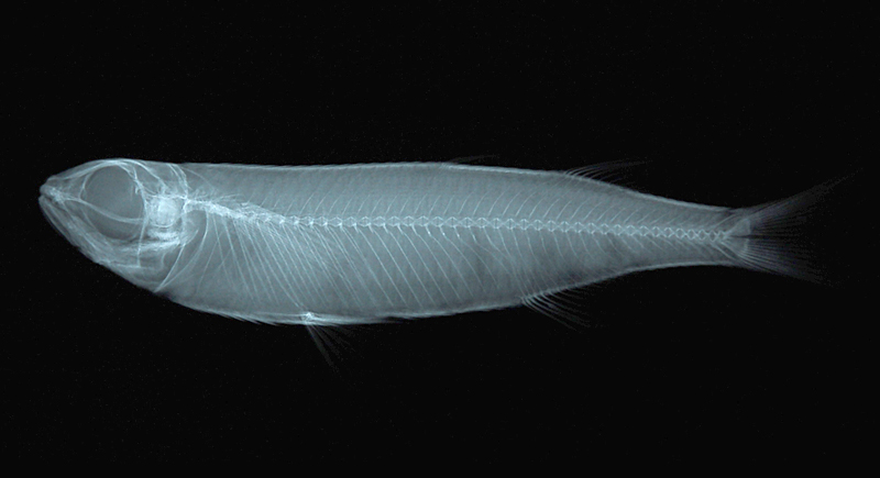 Atherinomorus lacunosus南洋美銀漢魚