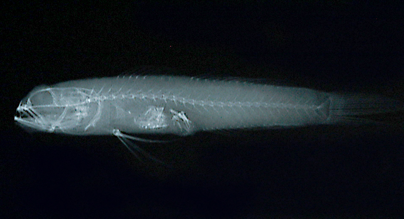 Amblyeleotris periophthalma圓眶鈍鯊