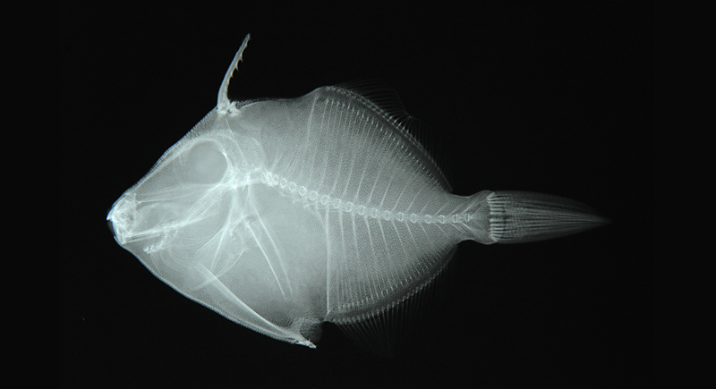 Stephanolepis cirrhifer絲背冠鱗單棘魨