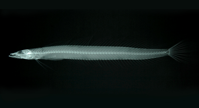 Trichonotus setiger絲鰭鱚