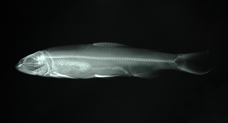 Plecoglossus altivelis altivelis香魚