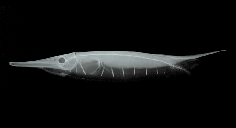 Aeoliscus strigatus條紋蝦魚