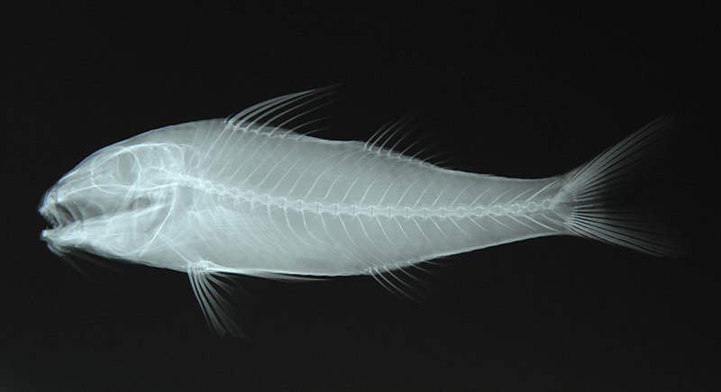 Parupeneus pleurostigma黑斑海緋鯉