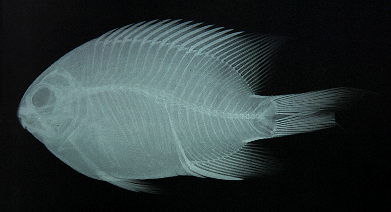 Plectroglyphidodon lacrymatus珠點固曲齒鯛