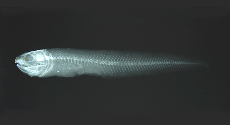 Ophidion muraenolepis黑邊鼬魚
