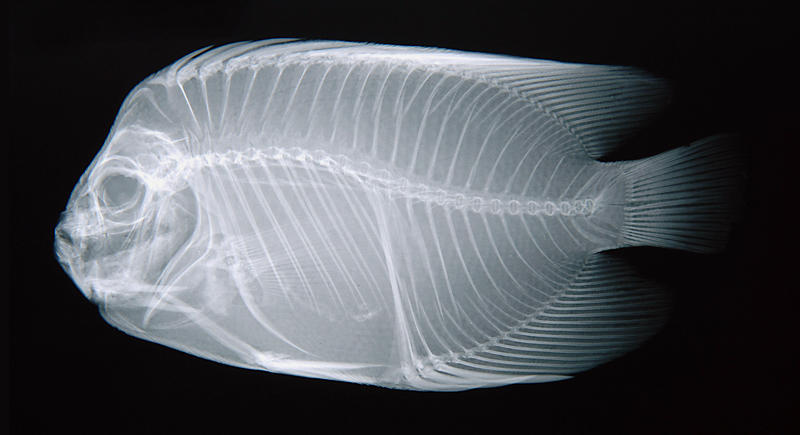 Apolemichthys trimaculatus三點阿波魚