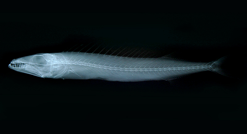 Promethichthys prometheus紫金魚