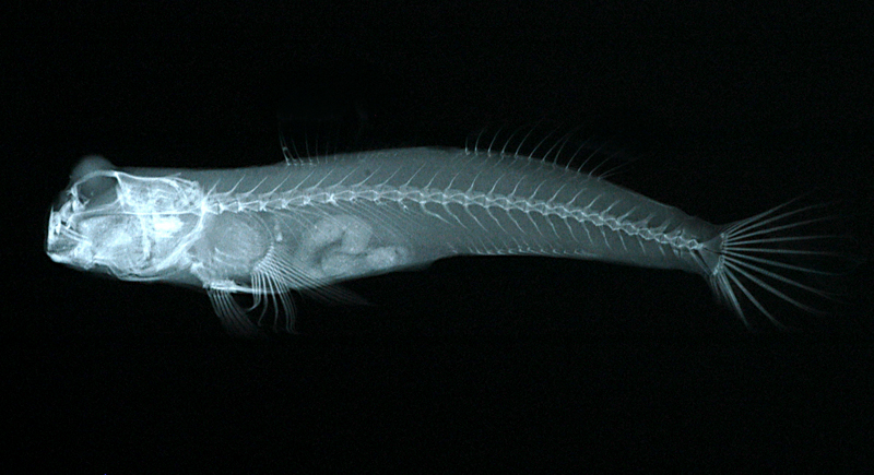 Periophthalmus modestus彈塗魚