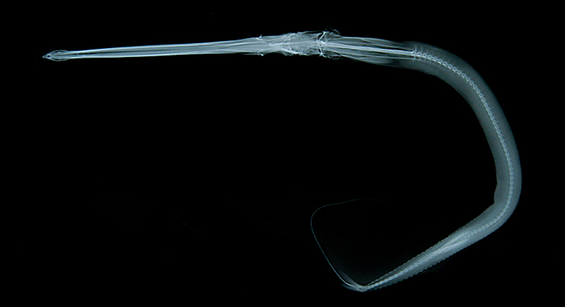 Fistularia petimba鱗馬鞭魚