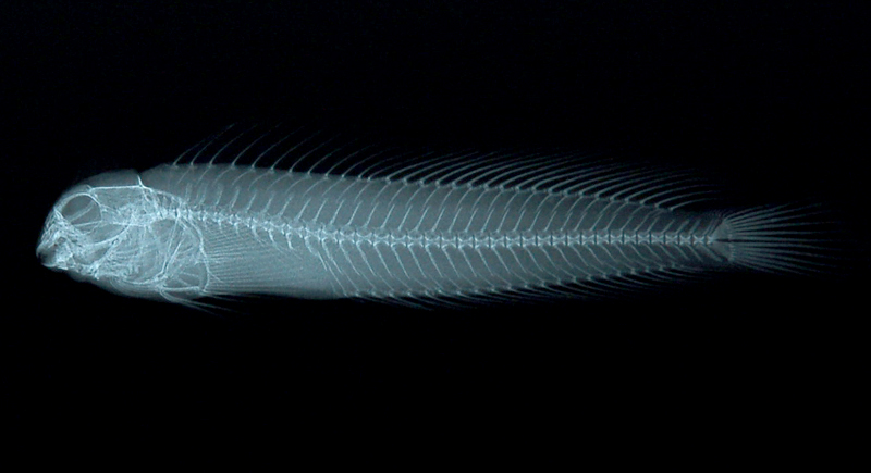 Omobranchus fasciolatoceps斑頭肩鰓鳚
