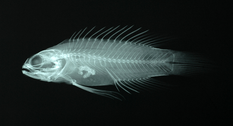 Plesiops coeruleolineatus藍線七夕魚