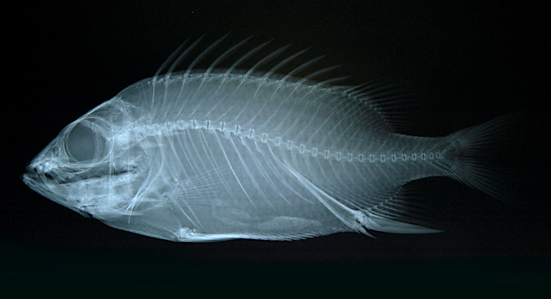 Sargocentron ensifer劍棘鱗魚