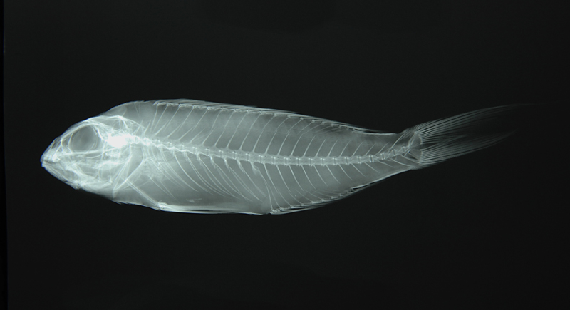 Nemipterus virgatus金線魚