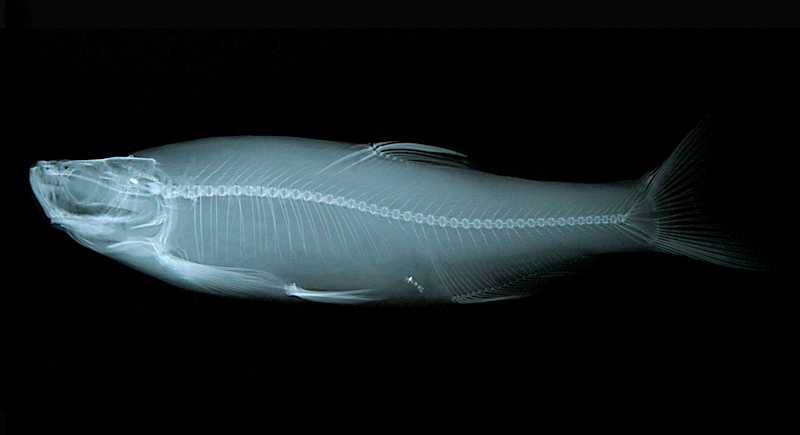 Chanodichthys erythropterus紅鰭鮊