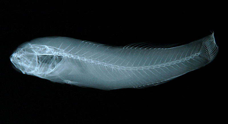 Amoya janthinopterus紫鰭韁鰕虎