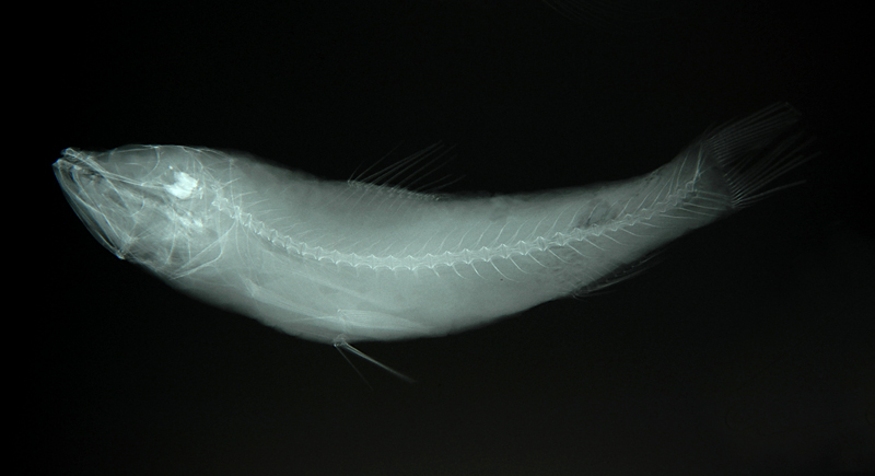 Neoscopelus porosus多孔新燈魚
