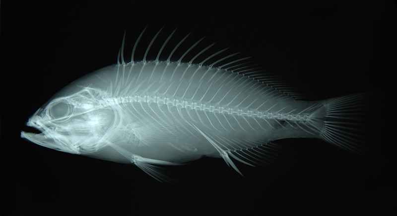 Epinephelus bleekeri布氏石斑魚