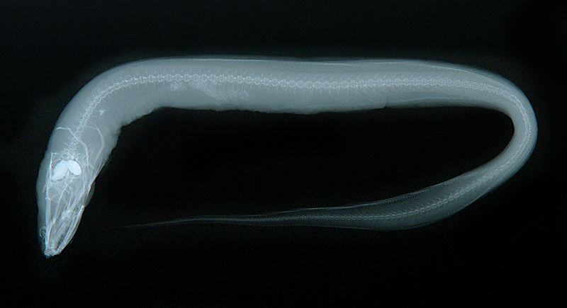 Bathymyrus simus銼吻淵油鰻