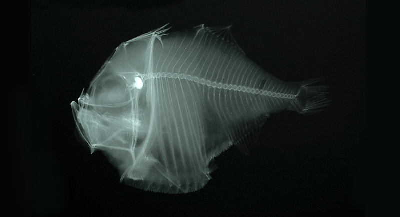 Polyipnus triphanos三燭光魚
