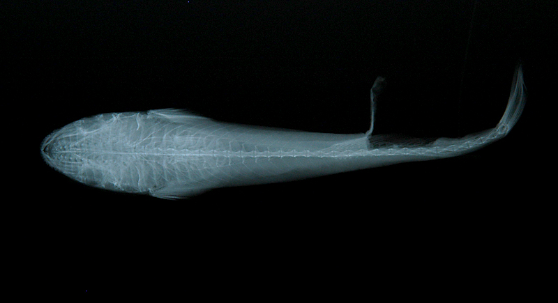 remora osteochir 大盘短印鱼