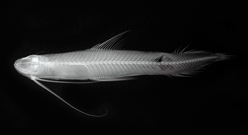Bregmaceros nectabanus銀腰海鰗鰍