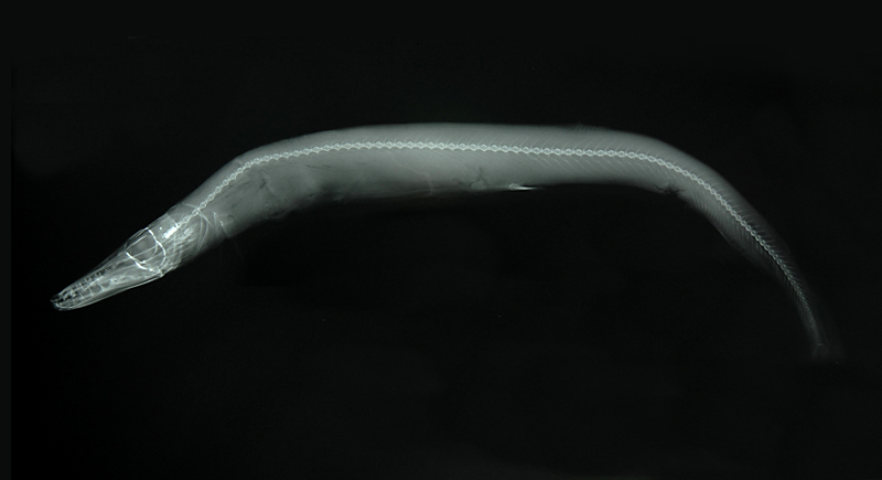 Lestidium prolixum長身裸蜥魚