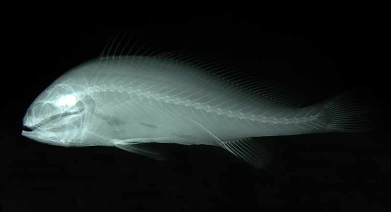 Larimichthys crocea大黃魚