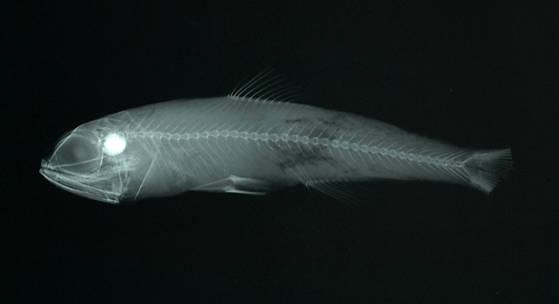 Symbolophorus evermanni埃氏標燈魚