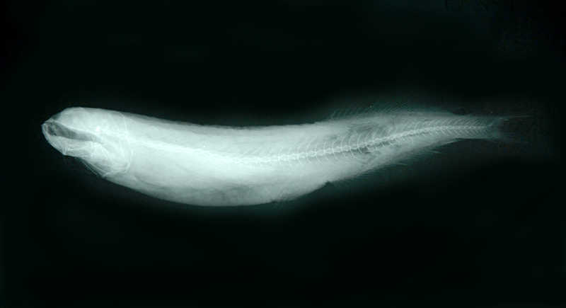 Xenodermichthys nodulosus平額魚