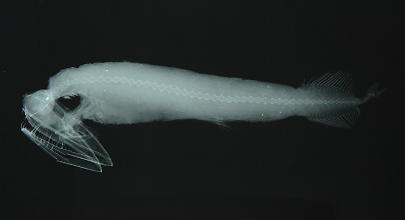 Malacosteus niger黑柔骨魚