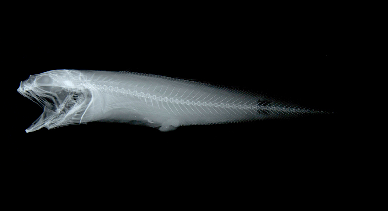 Dicrolene tristis短絲指鼬魚