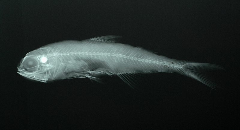 Myctophum nitidulum閃光燈籠魚