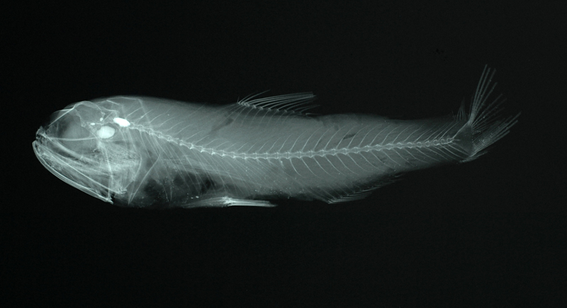 Bolinichthys supralateralis側上虹燈魚